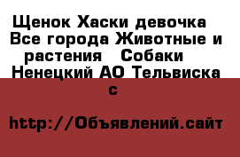 Щенок Хаски девочка - Все города Животные и растения » Собаки   . Ненецкий АО,Тельвиска с.